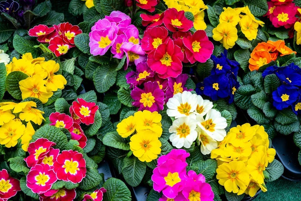 Primula tåler nattefrost Primula tåler nattefrost